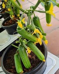 Best Quality Cucumber 50 Seeds for your Home Gardening