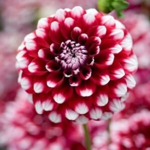 Dahlia Mixed Color Flower Seeds Pack of 30