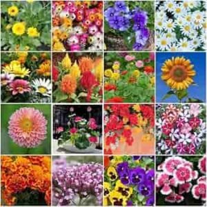 Combo of 25 Different Flower seeds For your Home garden |Seeds For Indoor & Outdoor Gardening | Best Decoration Plants Seeds